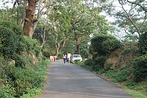 Mann Tea Estate - 2