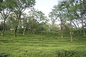 Mann Tea Estate 1