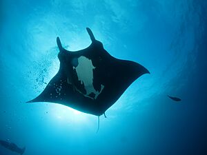 Manta melanistic