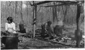 Maple sugar industry - NARA - 285762