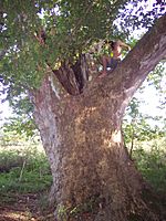 Massive Sycamore