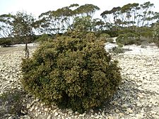 Melaleuca dempta (habit)