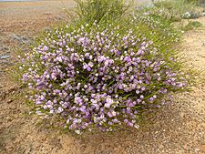 Melaleuca glaberrima (habit)