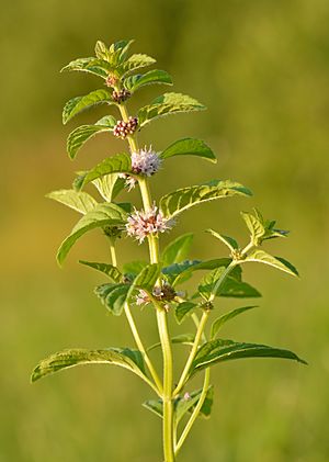 Mentha arvensis - põldmünt Keila.jpg