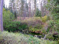 Metolius River source.JPG