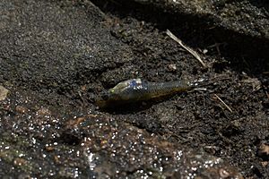 Mosquitofish Victoria Park pond