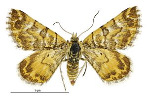 Notoreas edwardsi female.jpg