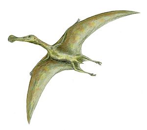 Ornithocheirus BW