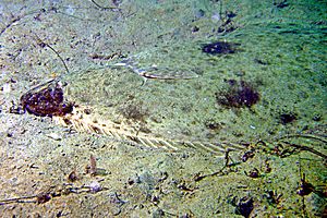 Pacific halibut