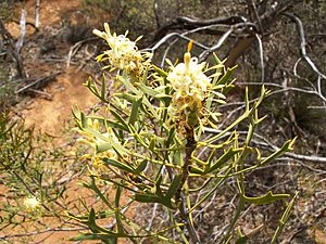 Petrophile shuttleworthiana.JPG