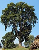 Oriental Plane tree