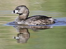 Podilymbus-podiceps-001.jpg