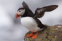 Puffin Latrabjarg Iceland