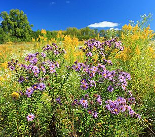 Purple Asters (20985764433)