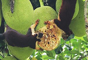 Ratufa indica and jack fruit