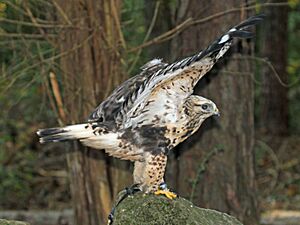 Rough-legged Hawk RWD1