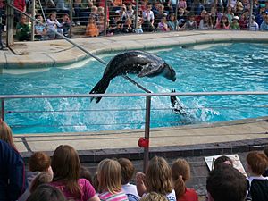 Salt Sea Lion