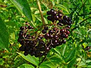 Sambucus canadensis 004