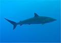 Silky Shark