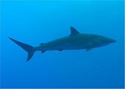 Silky Shark