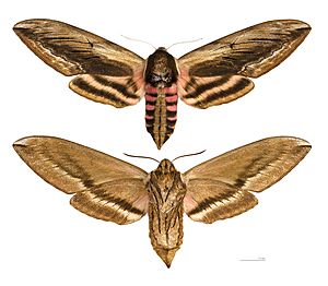 Sphinx ligustri MHNT femelle