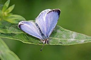 Spring azure (Celastrina ladon) female.jpg