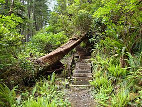 Staircase North Coast Trail.JPG