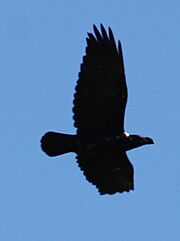 White-necked Raven