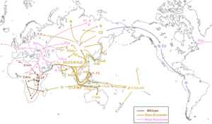 Y-DNA migration