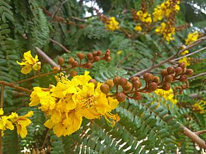 Yellow flame flowers.jpg