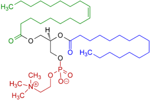 1-Oleoyl-2-almitoyl-phosphatidylcholine Structural Formulae V.1