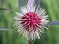 20070521 Pincushion Hakea Flower