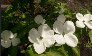 2016-05-08 1452 Cherokee Princess dogwood