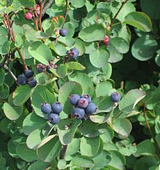 Amelanchier alnifolia