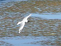 Andean Gull 01