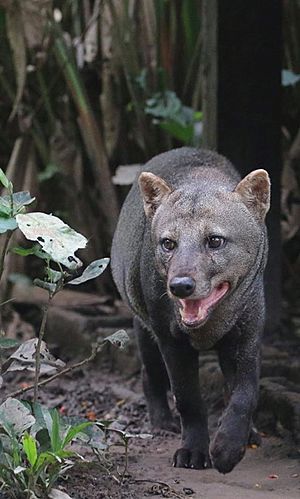 Atelocynus microtis en Amazonie péruvienne.jpg