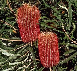 Banksia brownii shrubby cropped