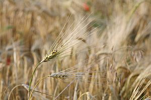 Barley fruit