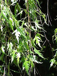 Betula pendula laciniata0