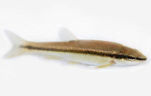 Blacknose dace - Rhinichthys atratulus.jpg