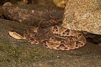 Bothrops asper (Panama)