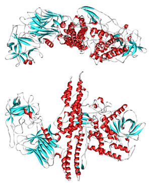 Botulinum toxin 3BTA