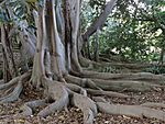 Buttress roots.JPG