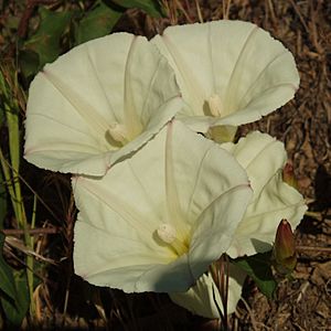 Calystegia occidentalis.jpg