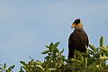 Caracara plancus -Mato Grosso -Brazil-8