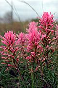 Castilleja purpurea.jpg