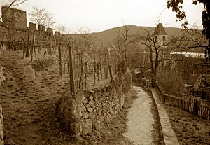 Castle Ruins and Vineyard - Durnstein - Wachau Valley - Austria - image by Scott Williams