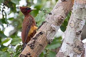 Celeus elegans Chestnut Woodpecker.jpg