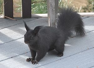 Coloabertsquirrel