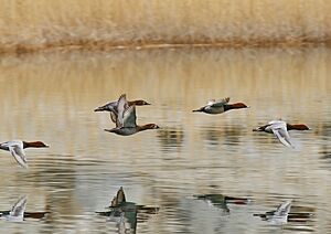 Common Pochard (Aythya ferina) (43770533960)